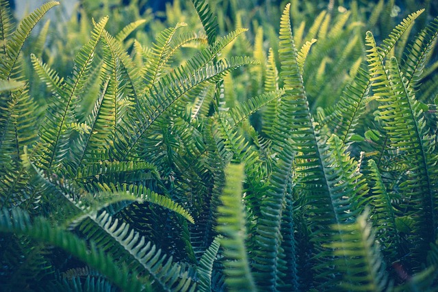 Free Plant Nature photo and picture