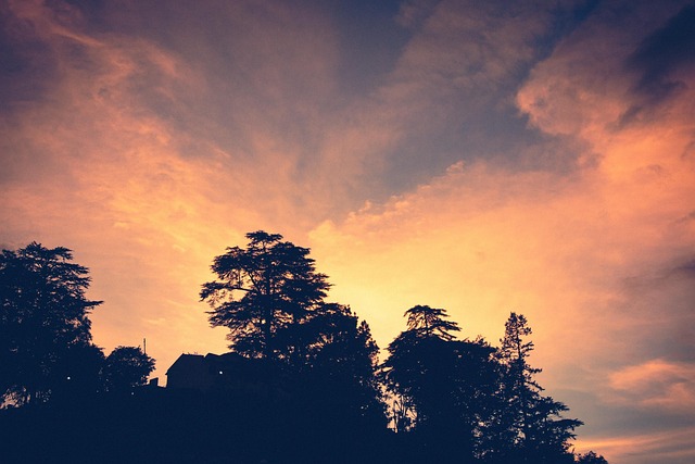 Free Sunset Trees photo and picture