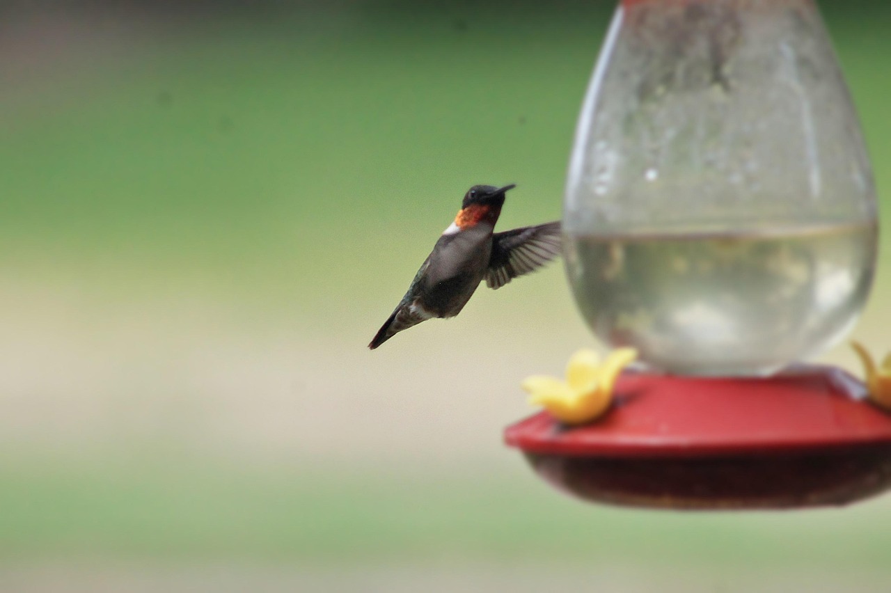 Hummingbirds Birds Avian Free photo on Pixabay Pixabay