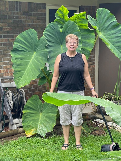 This One Rare Plant Supercharges Your Space with Hidden Elephant Ears!