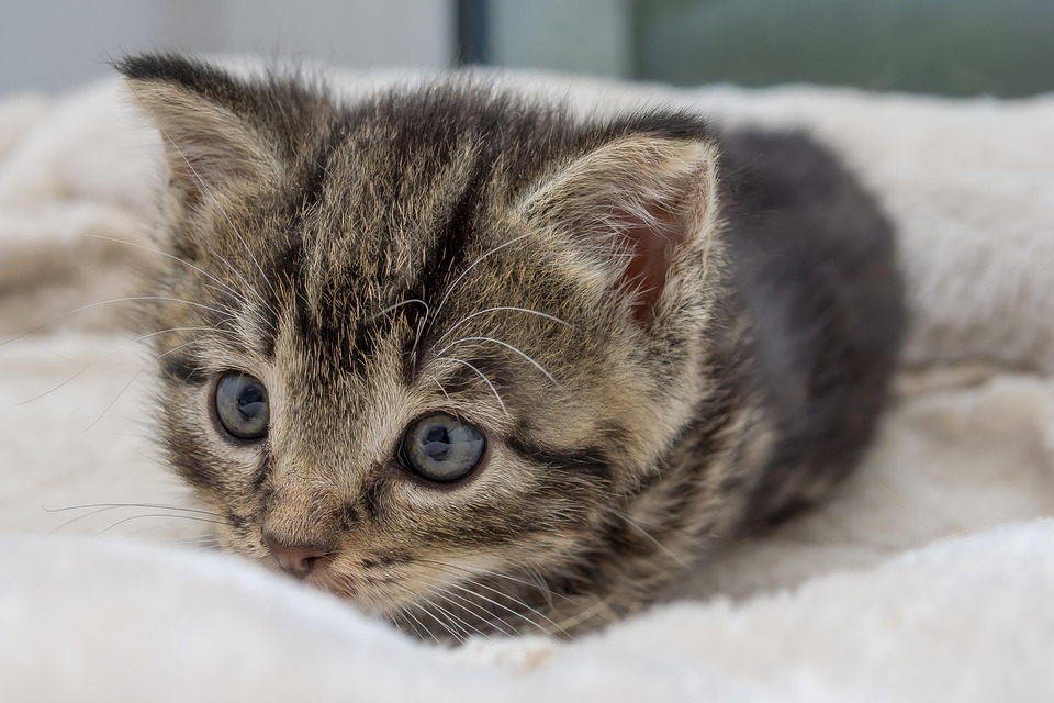 Cat Kitten Domestic Animal Free photo on Pixabay