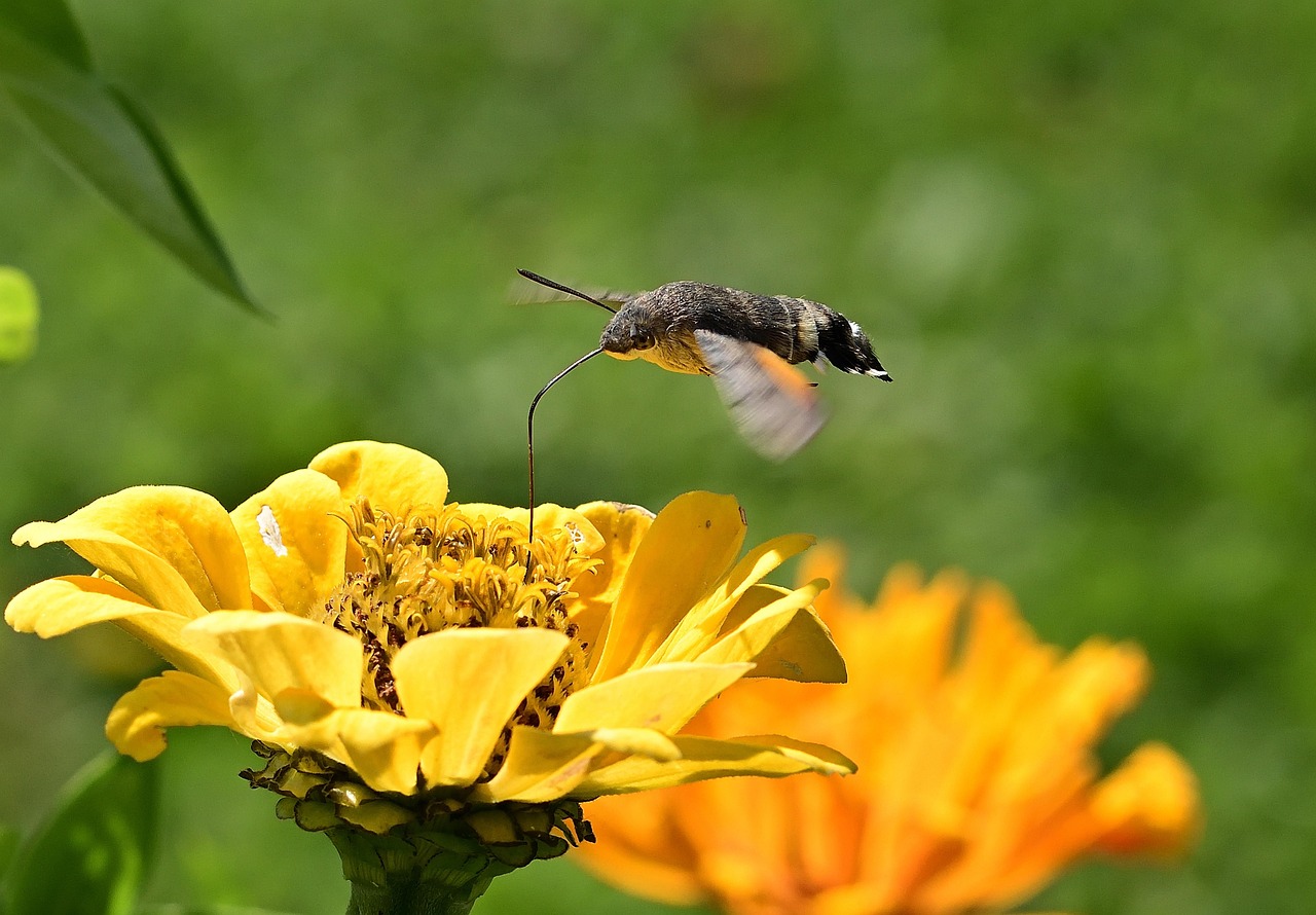 Moth - free online jigsaw puzzle photo