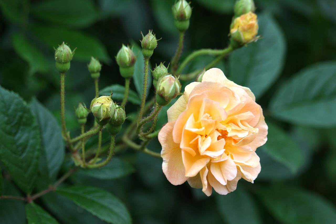 Bush Rose - free online jigsaw puzzle photo