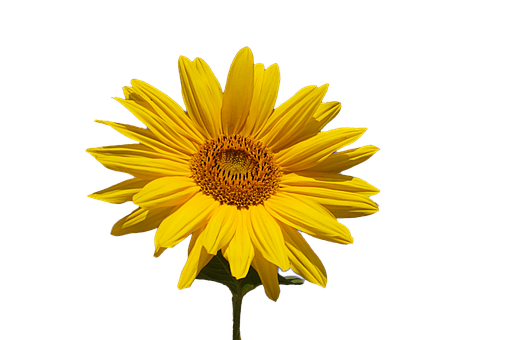 Free Sunflower Optional illustration and picture