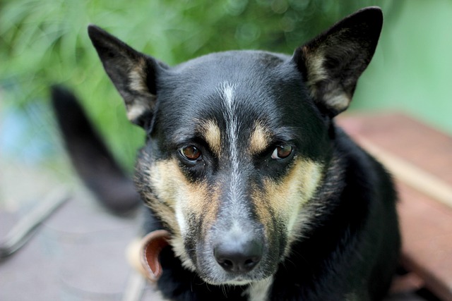 Free Dog Animal photo and picture