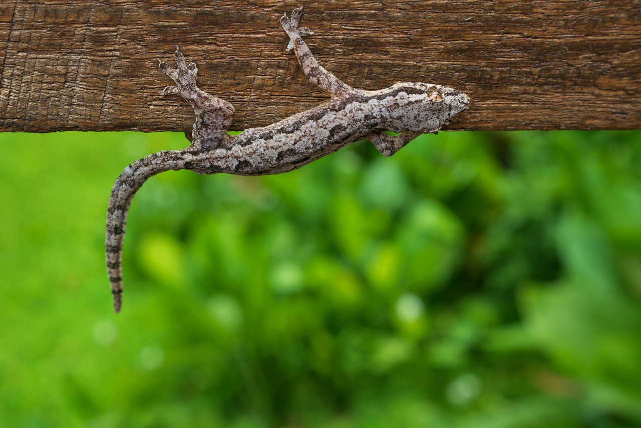 7 + 무료 House Lizard & 도마뱀 이미지 Pixabay