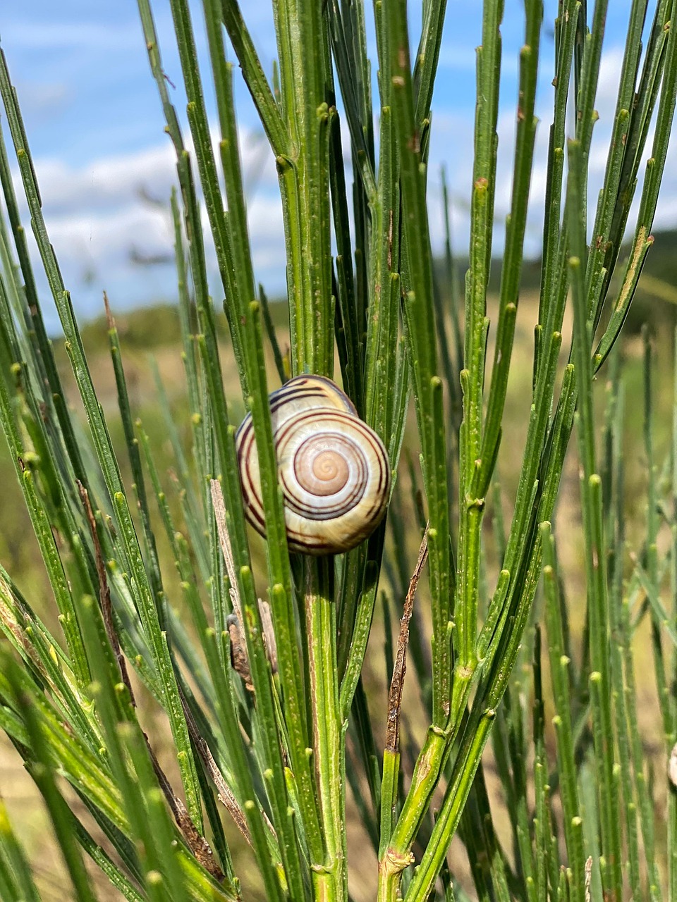 snail-plants-nature-free-photo-on-pixabay-pixabay