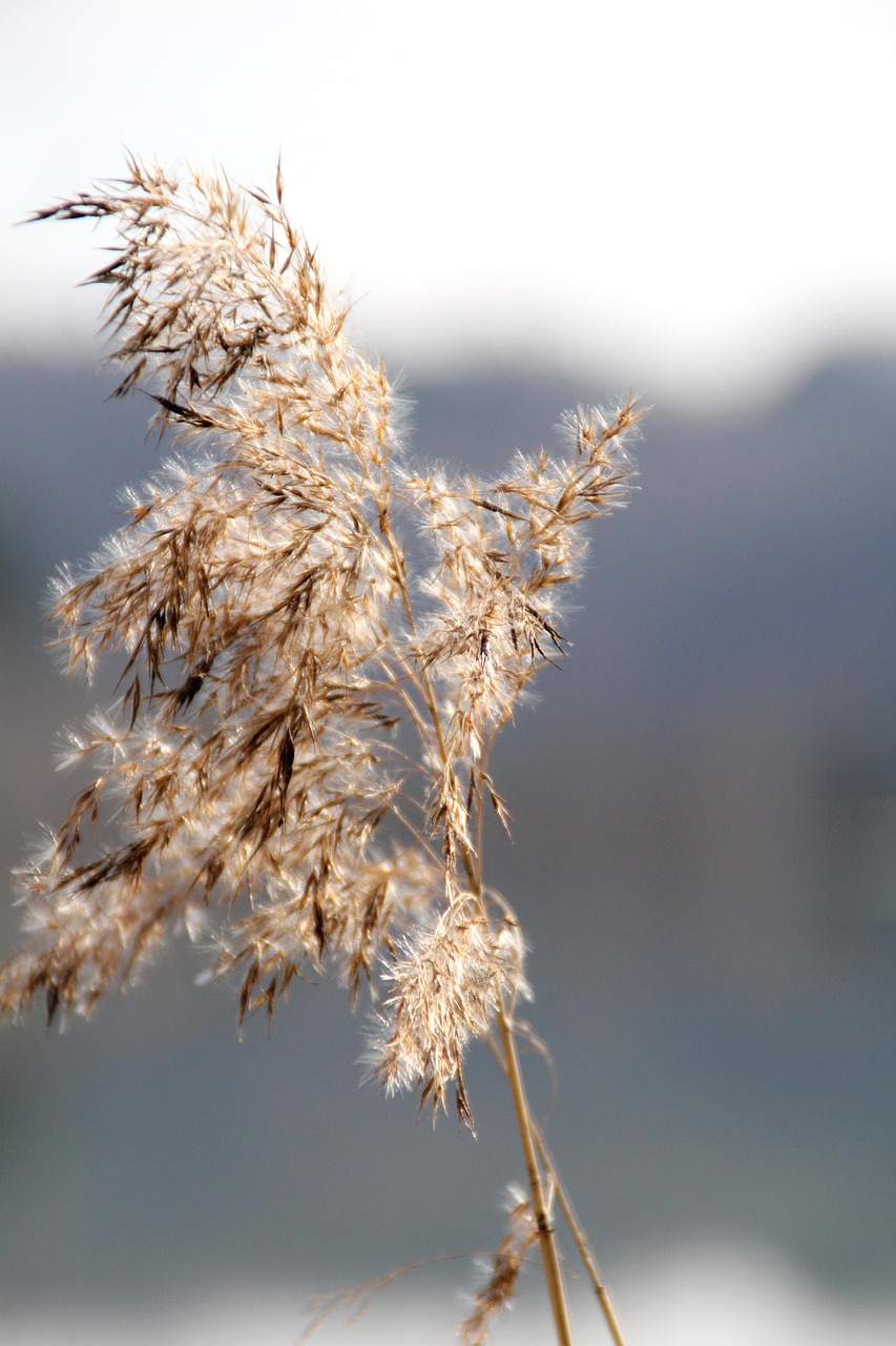 Tanaman Rumput Bunga-Bunga Bunga - Foto gratis di Pixabay - Pixabay