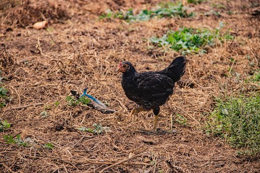 Hähnchen, Vögel, Federn, Wald, Häuslich