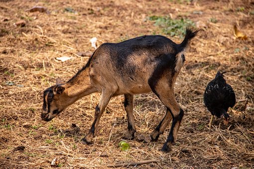 Hähnchen, Ziege, Tiere Auf Dem Bauernhof