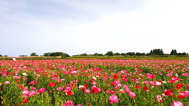 Free Flowers Poppy photo and picture