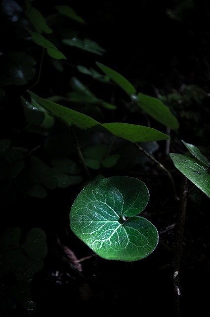 Free Nature Forest photo and picture