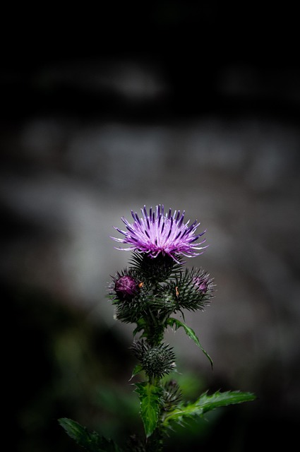 Free Flower Flower Background photo and picture
