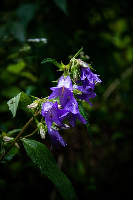 Free Flowers Purple Flowers photo and picture