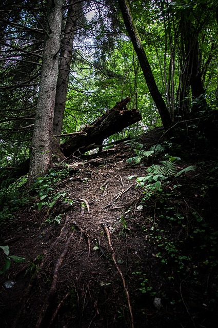Free Forest Trees photo and picture