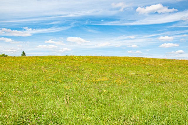 Free Meadow Grass photo and picture