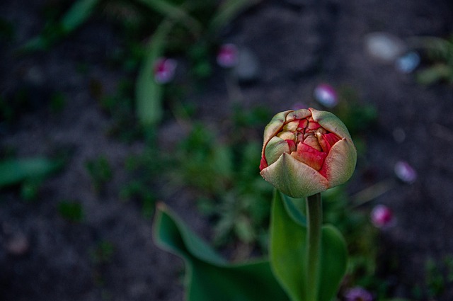 Free Tulip Blooming Flower photo and picture