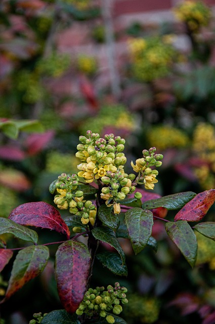 Free Flowers Nature photo and picture