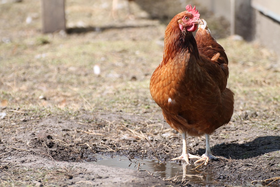 Chicken Free Range Coop Free photo on Pixabay