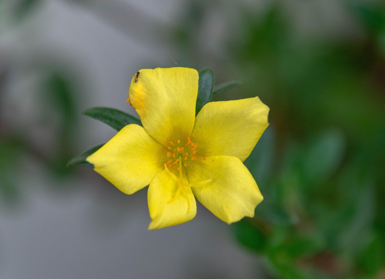 马铃薯 五叶 黄花 - Pixabay上的免费照片 - Pixabay