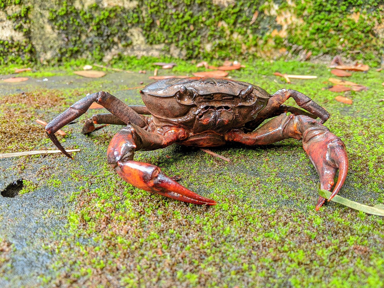 Crab Crustaceans Moss Free photo on Pixabay Pixabay