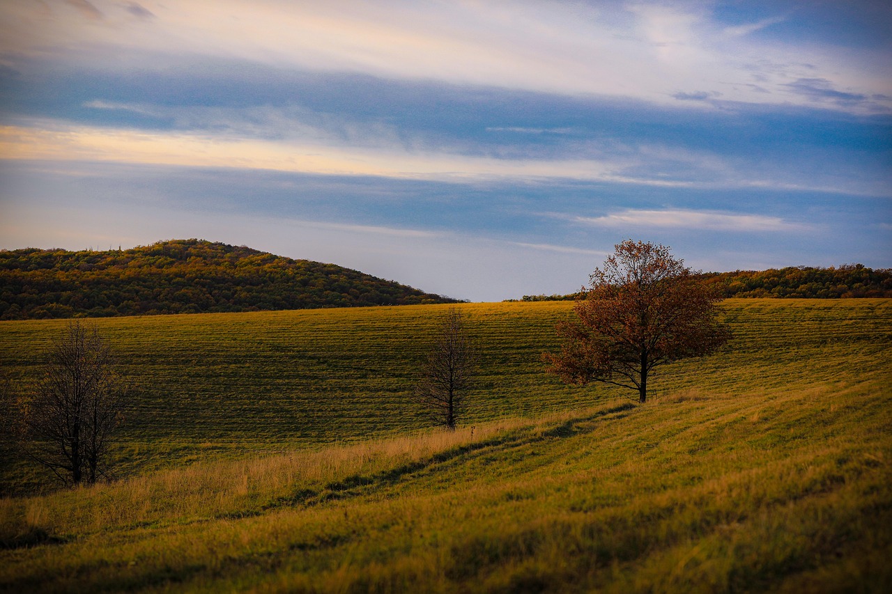 Trees - free online jigsaw puzzle photo