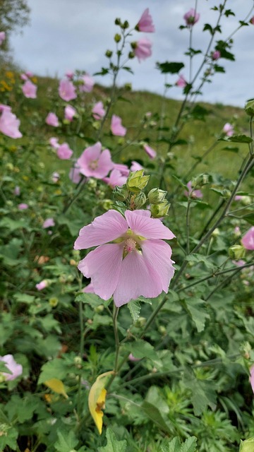 Free Flower Blossom photo and picture