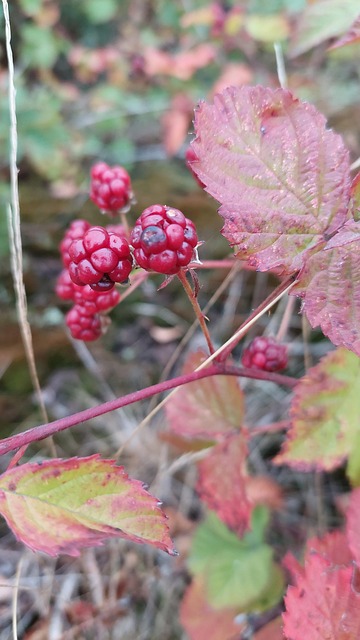 Free Nature Plant photo and picture