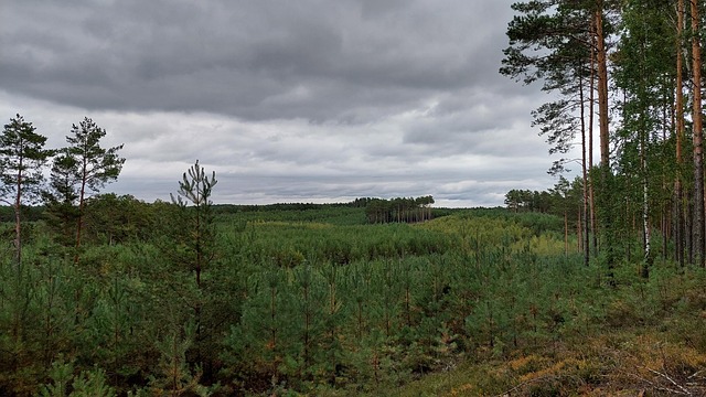 Free Tree Nature photo and picture