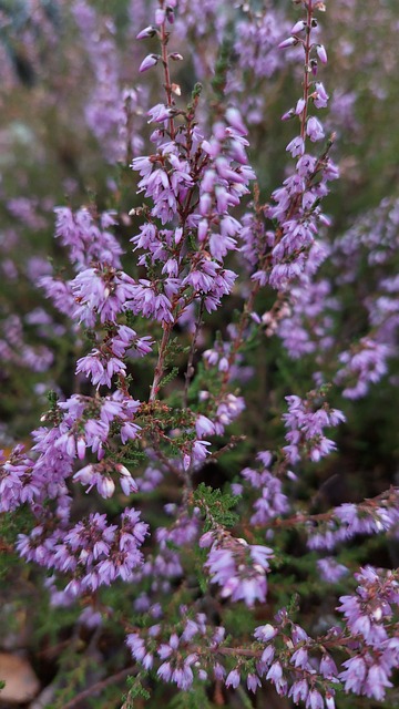 Free Nature Plant photo and picture