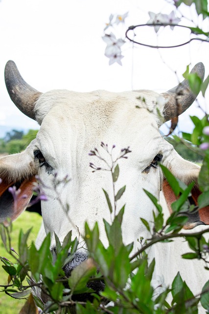 Vaca, Ganado, Animal, Bovino, Mamífero