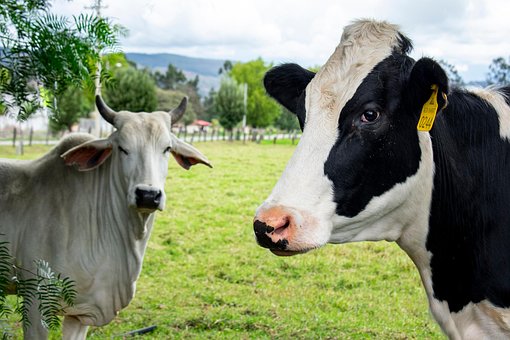 Vacas, Ganado, Animales, Bovino