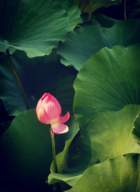 Free Lotus Flower Wallpaper photo and picture