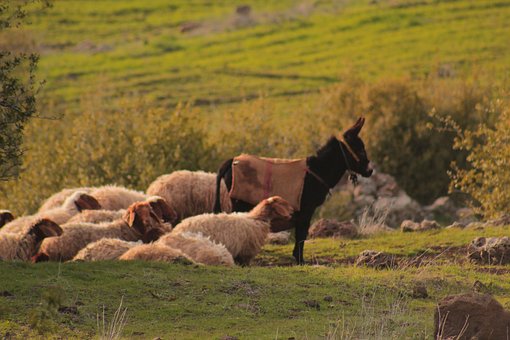 Free Donkey Sheep photo and picture