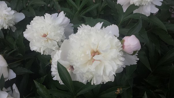 Natuur, Pioenrozen, Bloemen, Bloom