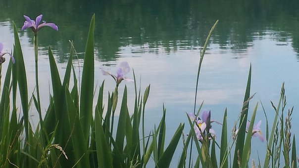 Purper, Groente, Bloem, Natuur, Vijver