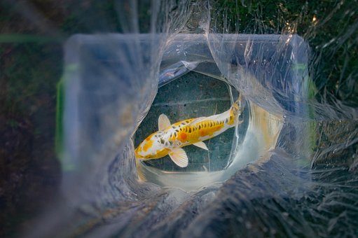 Free Koi Fish Transport photo and picture