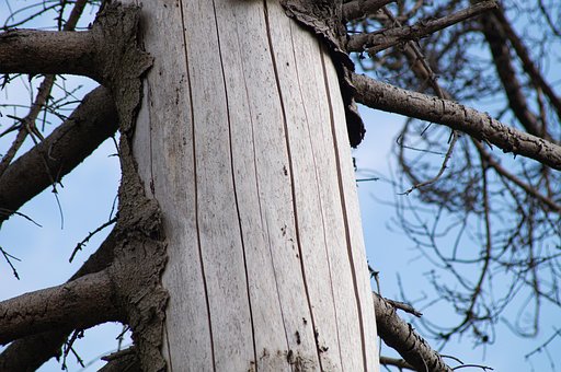 Free Forest Dieback Tree Trunk photo and picture