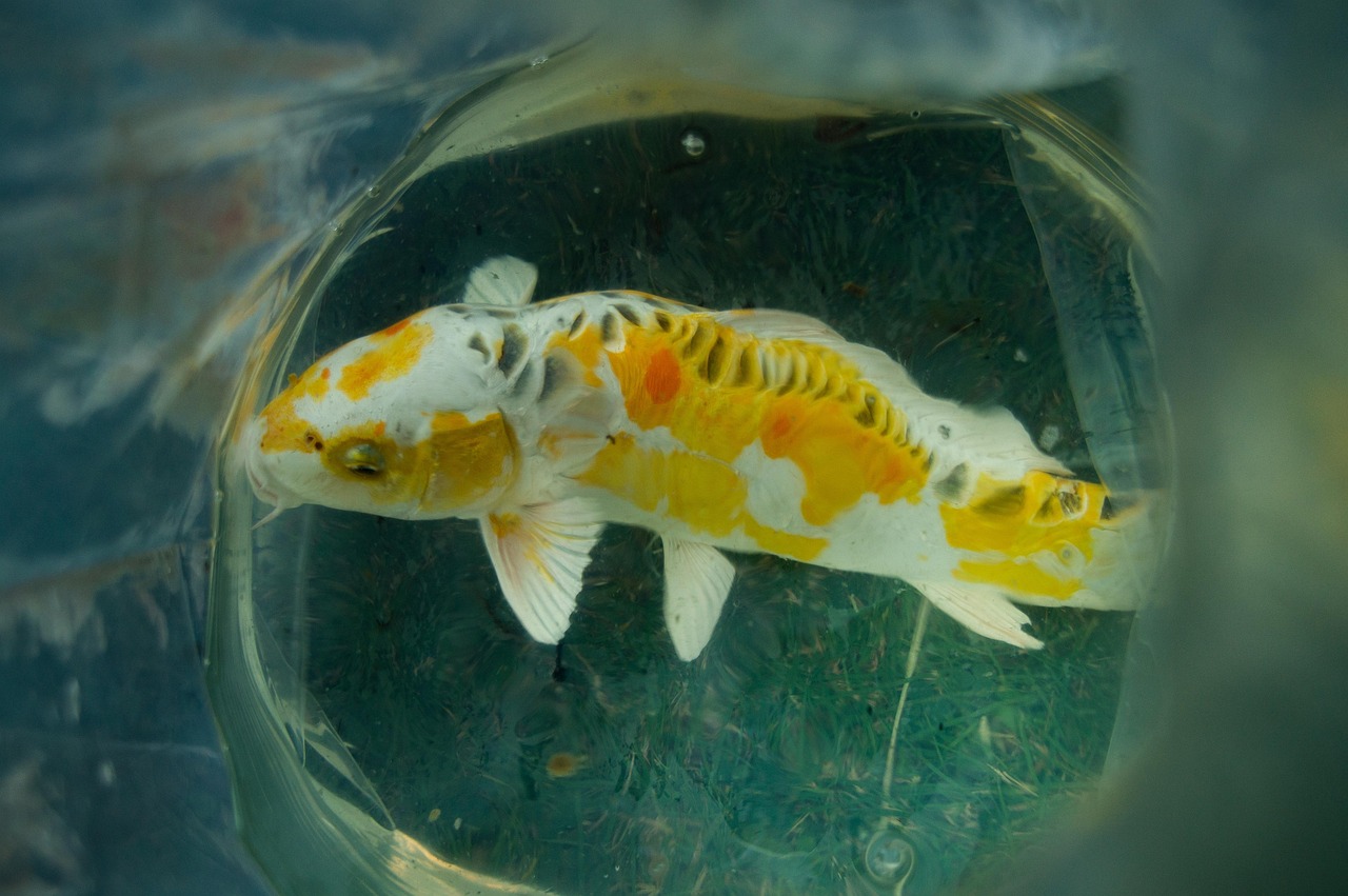 Koi Fish Transport Plastic Bag Free photo on Pixabay