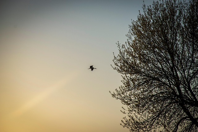 Céu, Cegonha, Pássaro, Árvore, Oeste