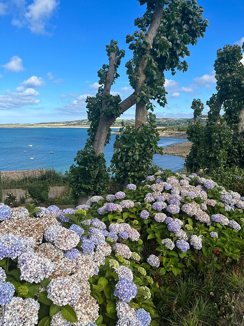 Free Ocean Hydrangeas photo and picture