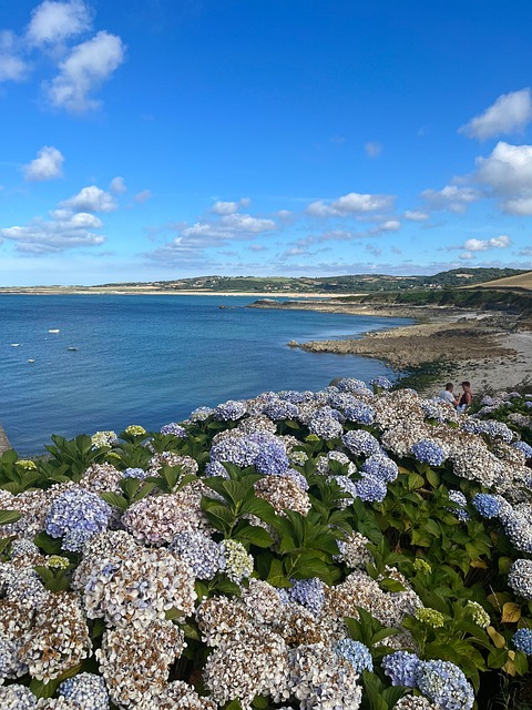 Free Hydrangeas Sea photo and picture
