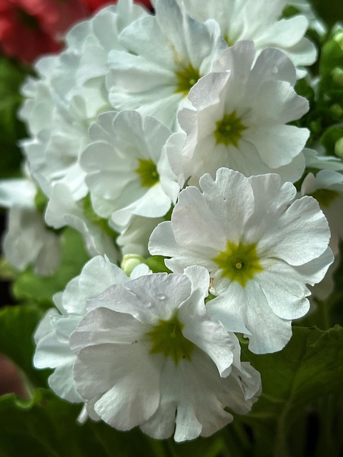 Hvide Blomster, Blomst Baggrund