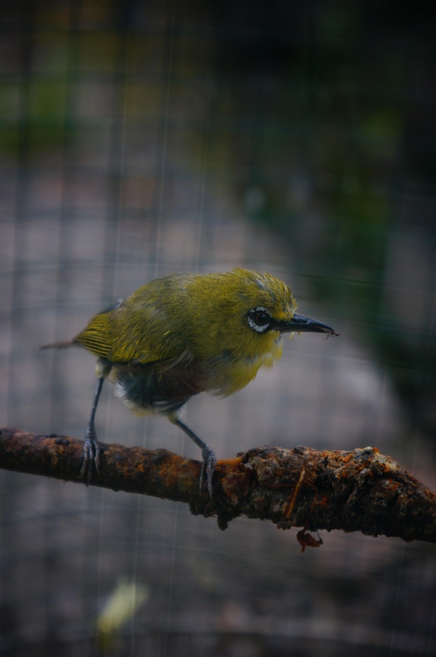 Kit De Cage à Oiseaux De Vol Cage à Oiseaux Fer Forgé Métal Cage Oiseau Perle Oiseau Acacia