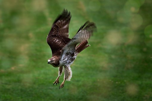 Høg, Fugl, Flyvende Fugl, Kløer, Natur