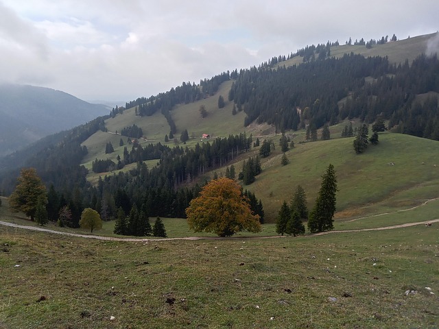Free Alps Pasture photo and picture