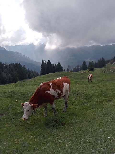Free Cows Alps photo and picture