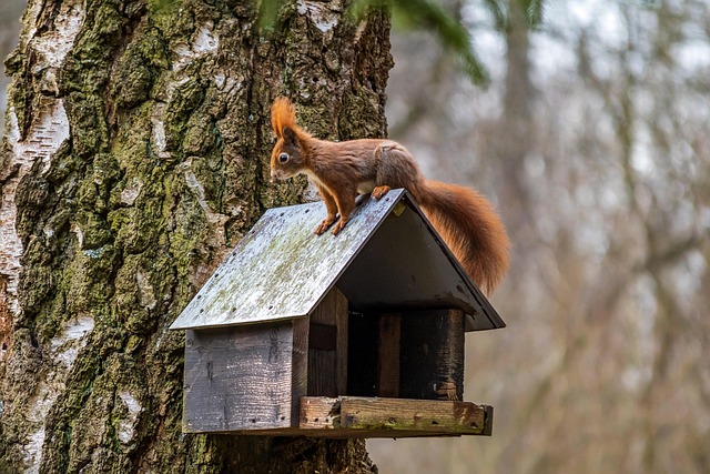 Download free HD stock image of Squirrel Tree Free Squirrel Tree photo and picture