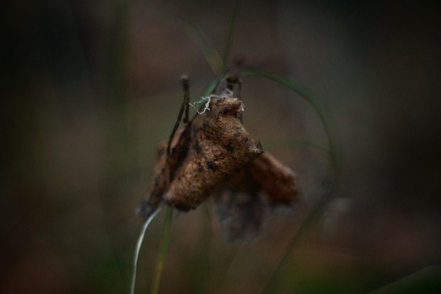Free Fall Dried Leaves photo and picture