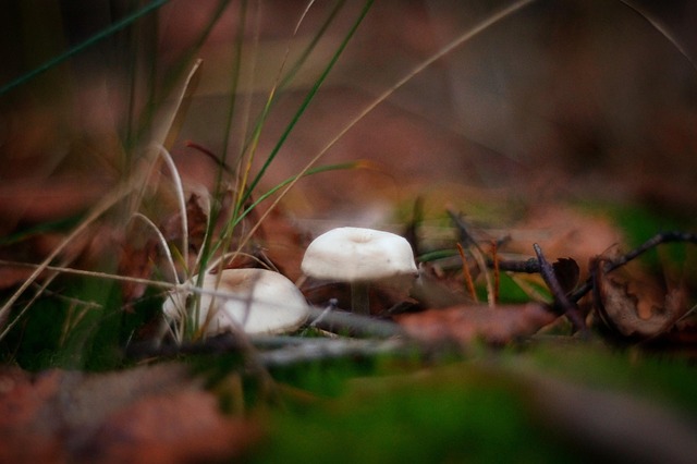Free Fall Mushrooms photo and picture